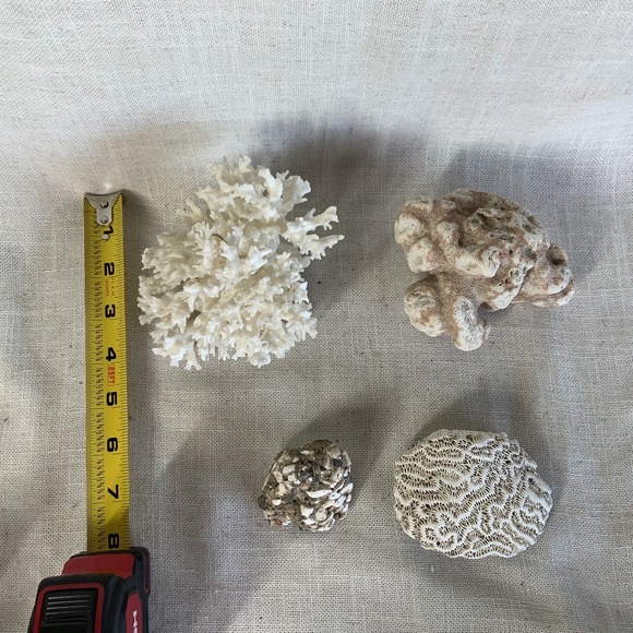 Natural Sea Finger Branch Brain Assorted Coral‎  Aquarium Decor - Picture 4 of 9